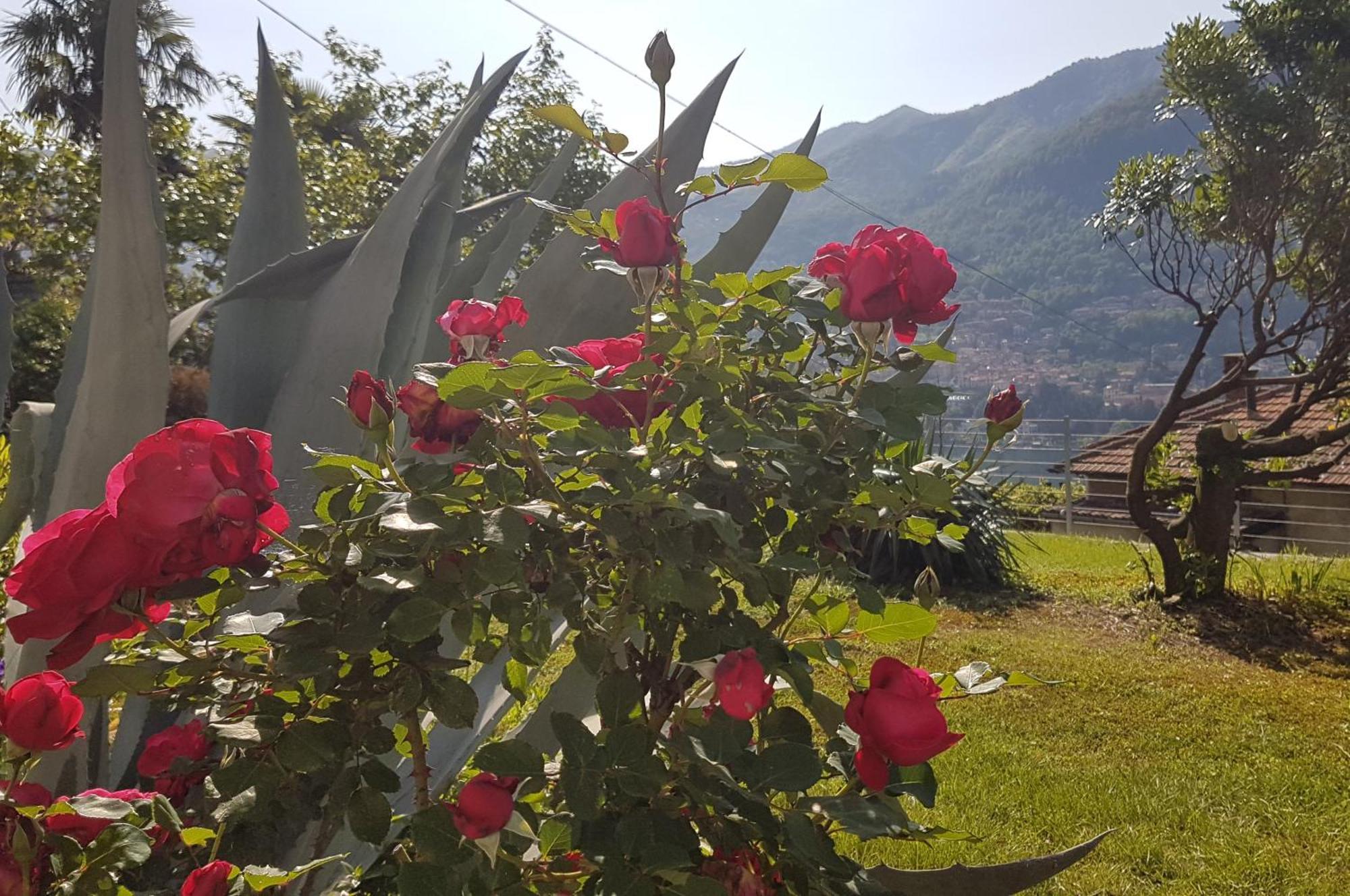 Flora Apartman Moltrasio Kültér fotó